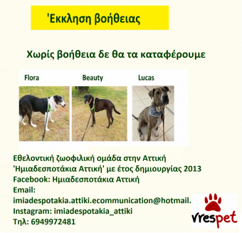 Ράτσα: Άλλη Ράτσα | Ηλικία: 4 ετών | Φύλο: Θηλυκό | Αρ. Microchip: 983232212121212 | Περιοχή: Αττική